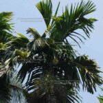 local areca