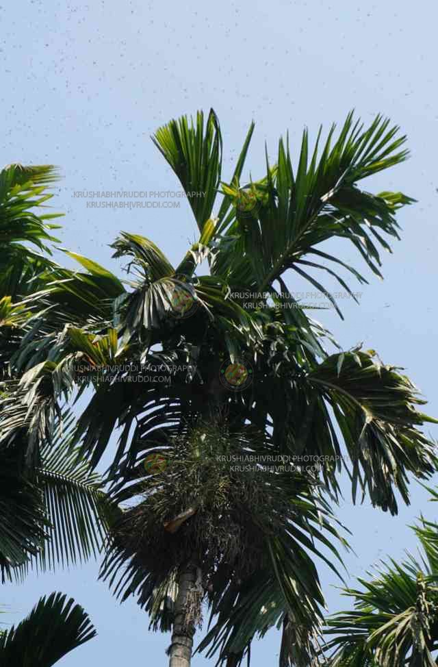 local areca