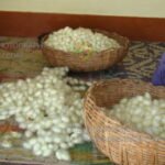 Silk cocoon for sale
