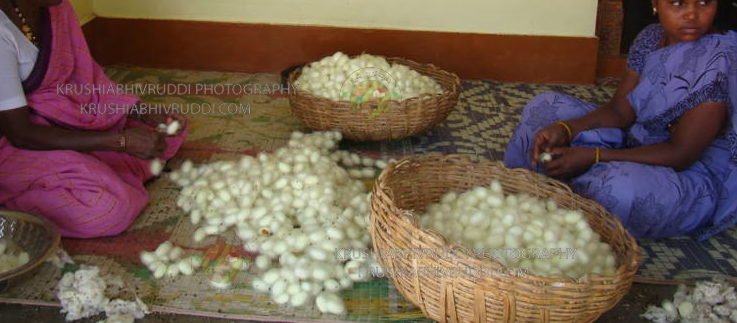 Silk cocoon for sale