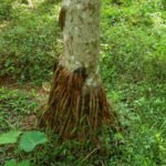 ಬೇರು ಮೇಲೆ ಬಂದ ಅಡಿಕೆ ಗಿಡ