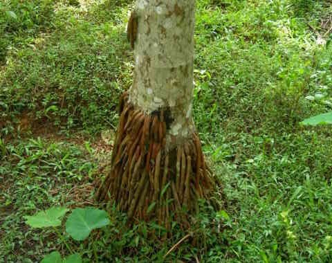 ಬೇರು ಮೇಲೆ ಬಂದ ಅಡಿಕೆ ಗಿಡ