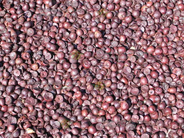 ಅಡಿಕೆ ಬೇಯಿಸಿದ ರಾಸಿ