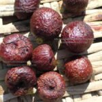 ರಾಶಿ ಅಡಿಕೆ.