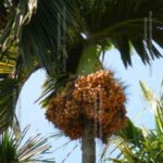 ಇಂಟರ್ ಸಿ ಮಂಗಳ ತಳಿಯ ಅಡಿಕೆ ಗೊನೆ