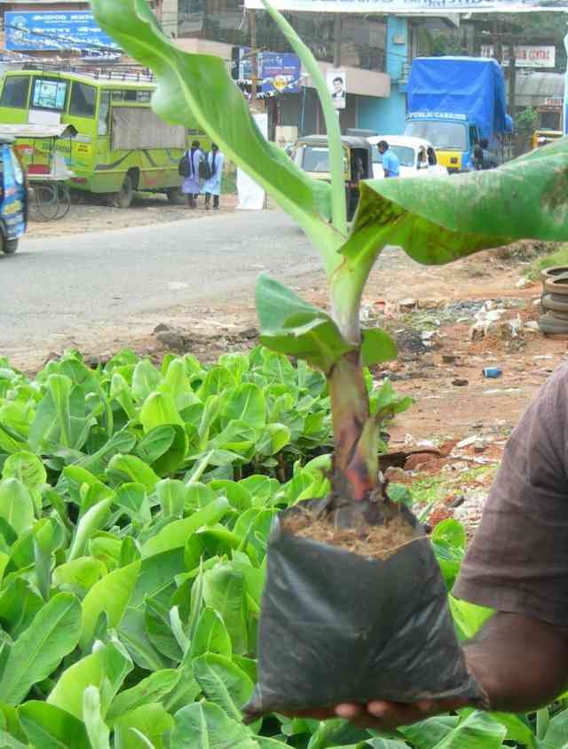 ಗಡ್ದೆ ಕಸಿಯ ಗಿಡ