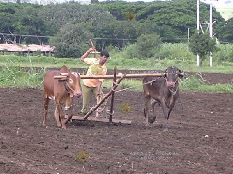 ಭೂಮಿ ಉಳುತ್ತಿರುವ ರೈತ