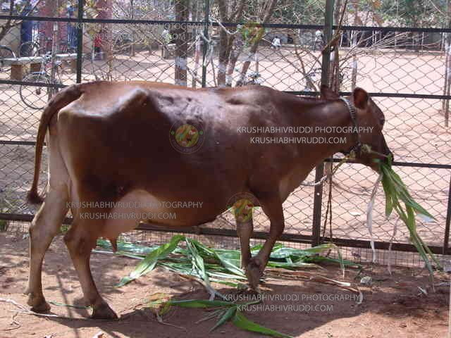 ಉತ್ತಮ ಲಕ್ಷಣದ ಹಸು