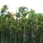 ಅಡಿಕೆ -ಹಳದಿ ಎಲೆ ರೋಗ ಪರಿಹಾರದ ನಿರೀಕ್ಷೆ ಬೇಡ