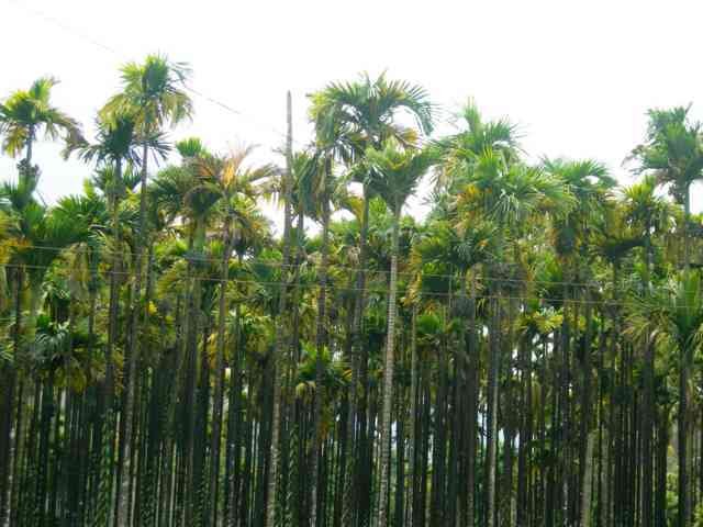 ಅಡಿಕೆ -ಹಳದಿ ಎಲೆ ರೋಗ ಪರಿಹಾರದ ನಿರೀಕ್ಷೆ ಬೇಡ