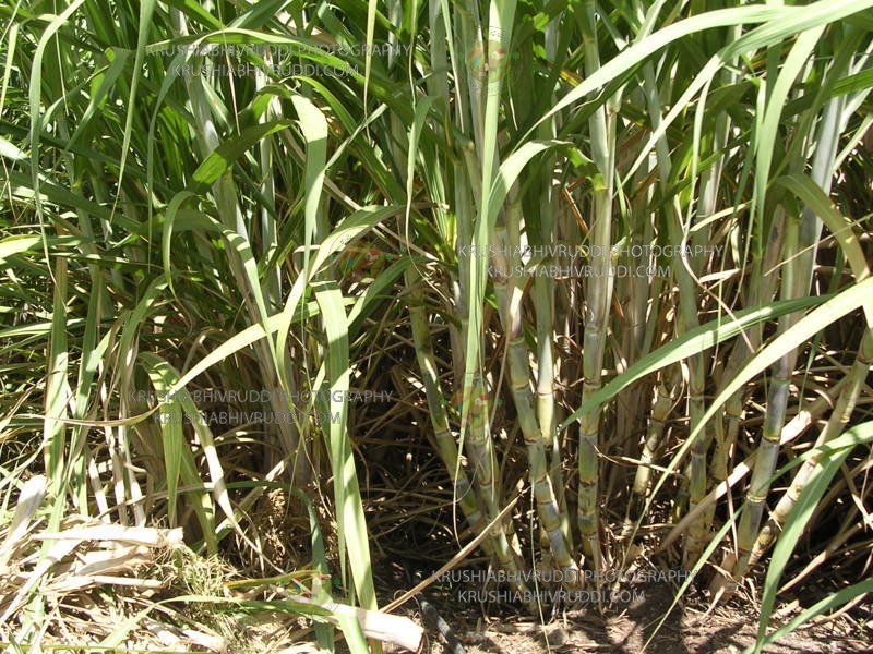 ಕ್ಯಾಲ್ಸಿಯಮ್ ಸಮೃಧ ಕಬ್ಬು ಬೆಳೆ