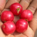ಸಂಪಿಗೆ ಹಣ್ಣು