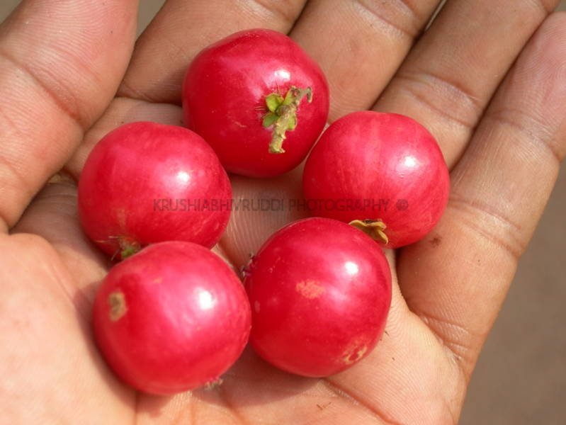 ಸಂಪಿಗೆ ಹಣ್ಣು