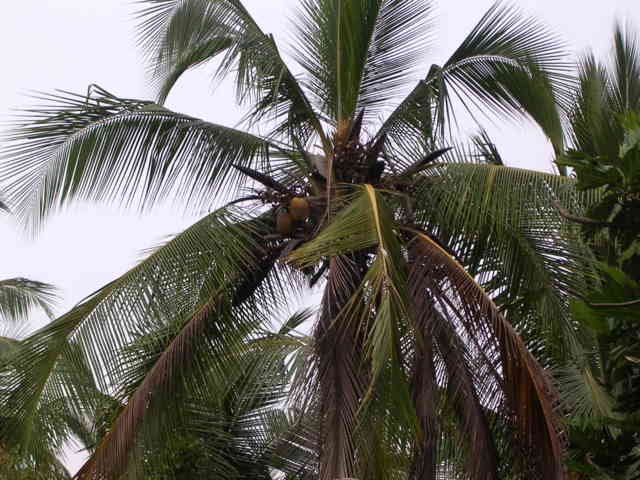Lighting effected coconut palm