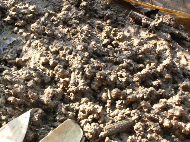 ರಸಸಾರ pH ಸರಿ ಇರುವ ಮಣ್ಣು ಹೀಗಿರುತ್ತದೆ.