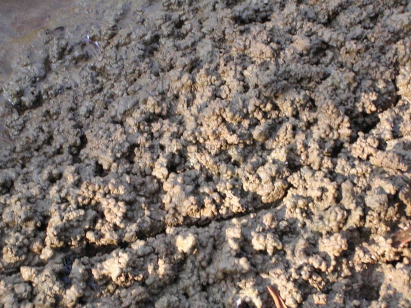 ಲಾಭದಾಯಕ ಕೃಷಿಗೆ ಬೇಕಾದ ಫಲವತ್ತಾದ ಮಣ್ಣು