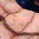 ಗೊಬ್ಬರ ಮಾಡಿಕೊಡುವ ನೈಜ ಎರೆಹುಳು