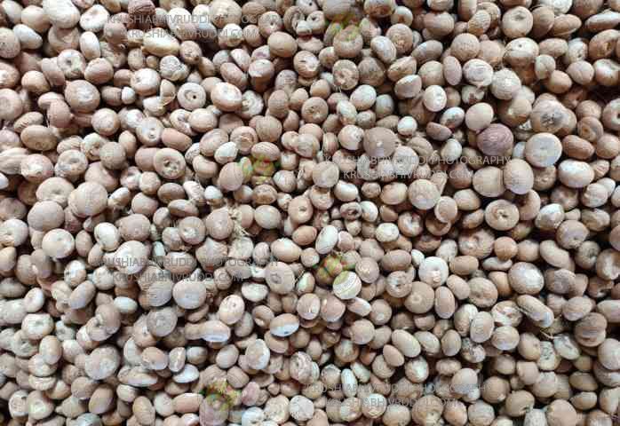 ಸಿರಸಿ ಸುಪಾರಿ ಅಡಿಕೆ