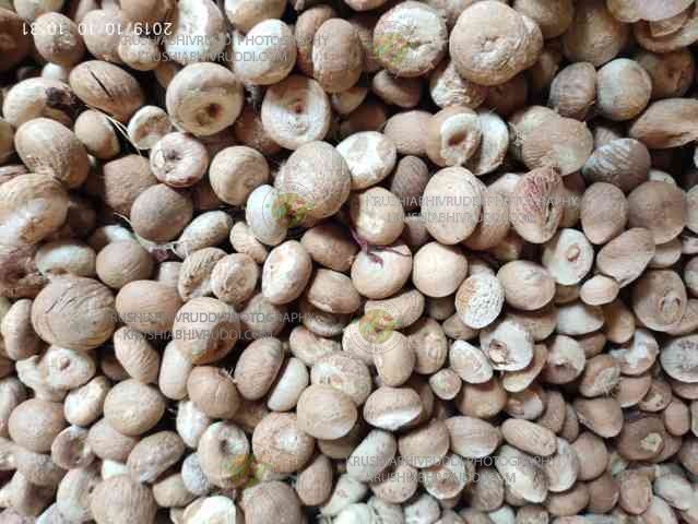 ಚಾಲಿ ಅಡಿಕೆ