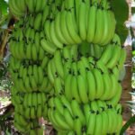 banana bunch