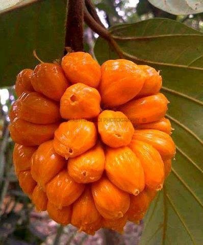 ಹೆಬ್ಬಲಸಿನ ಹಣ್ಣು