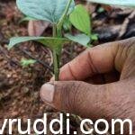 seed plants