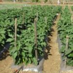 brinjal in mulching sheet