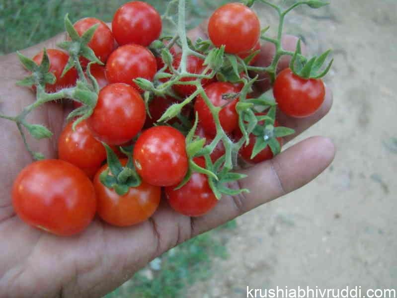 tasty vegetable grown with out manure