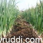 Onion crop