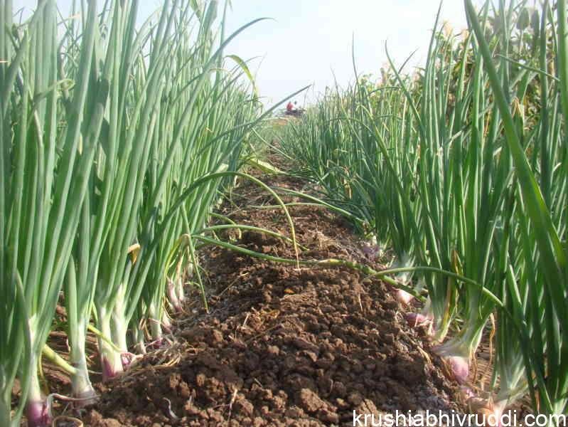 Onion crop