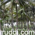 coconut garden