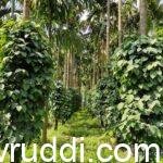 pepper garden