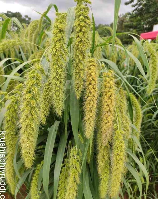 Foxtail bunch
