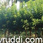 glerisidia plant