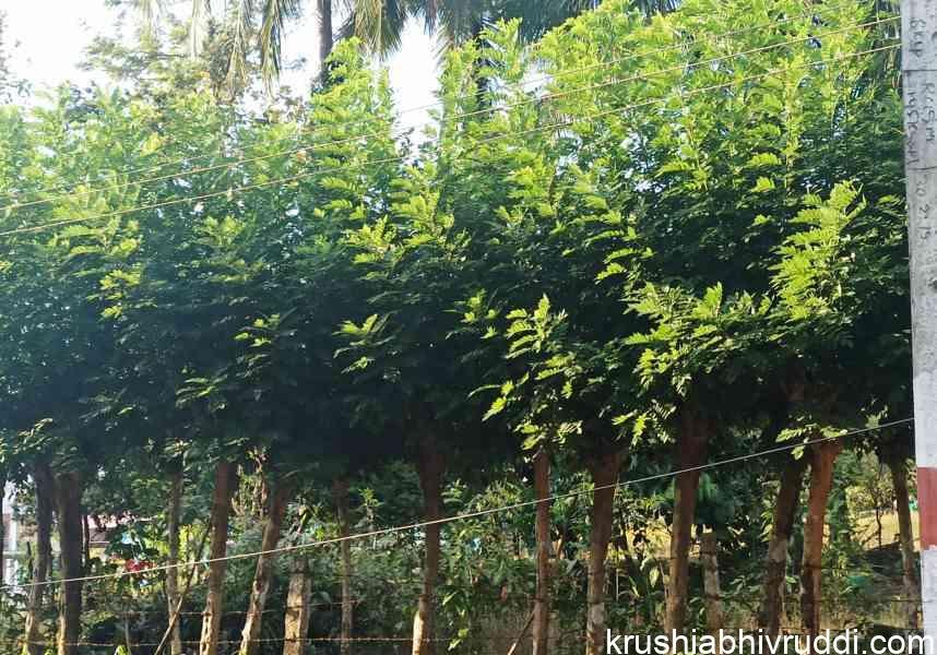 glerisidia plant