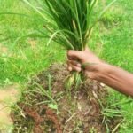 weed and its root zone