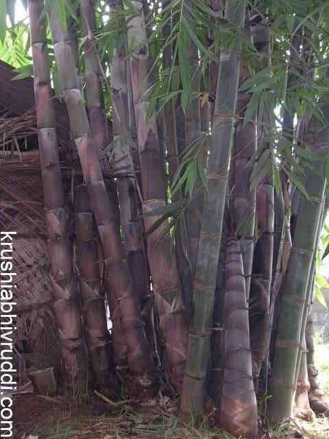 ನೆಟ್ಟು ಬೆಳೆಸಿದ ಬಿದಿರು