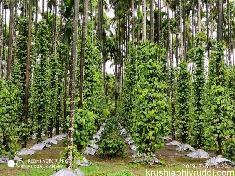 Mulching to individual plants