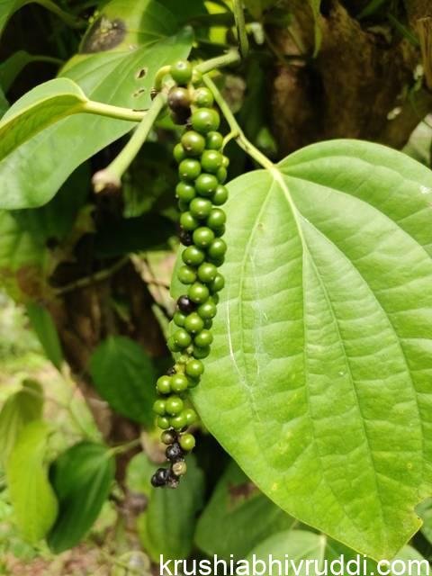 ಕರಿಮೆಣಸಿನ ರೋಗ ಲಕ್ಷಣ