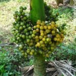 ಕುಬ್ಜ ತಳಿಯ ಅಡಿಕೆ ಮರ