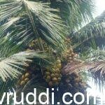 ತೆಂಗಿನಲ್ಲಿ 150 ಕಾಯಿಗೂ ಹೆಚ್ಚಿನ ಇಳುವರಿ