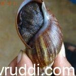 ಆಫ್ರಿಕನ್ ದೈತ್ಯ ಬಸವನ ಹುಳ