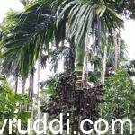 ರೋಗ ನಿರೋಧಕ ಅಡಿಕೆ ಮರ