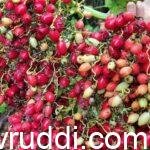 ಟ್ರಯಾಂಡ್ರಾ ಅಡಿಕೆ ಗೊಂಚಲು