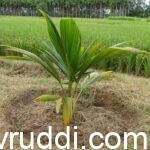 ತೆಂಗಿನ ಸಸಿಯನ್ನು ಹೀಗೆ ನೆಡುವುದು ಬಹಳ ಉತ್ತಮ.