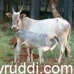 ಹಸು , ಕರು ಜೊತೆಯಾಗಿದ್ದ ಕಾಲವಿತ್ತು. ಈಗ ಕರು ಔಟ್