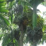 ನೀರಾವರಿಯೊಂದಿಗೆ ಗೊಬ್ಬರ ಕೊಟ್ಟು ಇಳುವರಿ