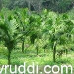ಸೂಕ್ಷ್ಮ ಪೋಷಕಾಂಶಗಳ ಸಿಂಪರಣೆ ಮತ್ತು ಬಳಕೆಯಿಂದ ಬೆಳೆದ ಅಡಿಕೆ ಸಸಿಗಳು.
