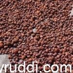 ಒಣಗುತ್ತಿರುವ ಕೆಂಪು ಅಡಿಕೆ