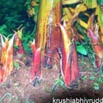 ಬಾಳೆಯ ನಂಜಾಣು ರೋಗ